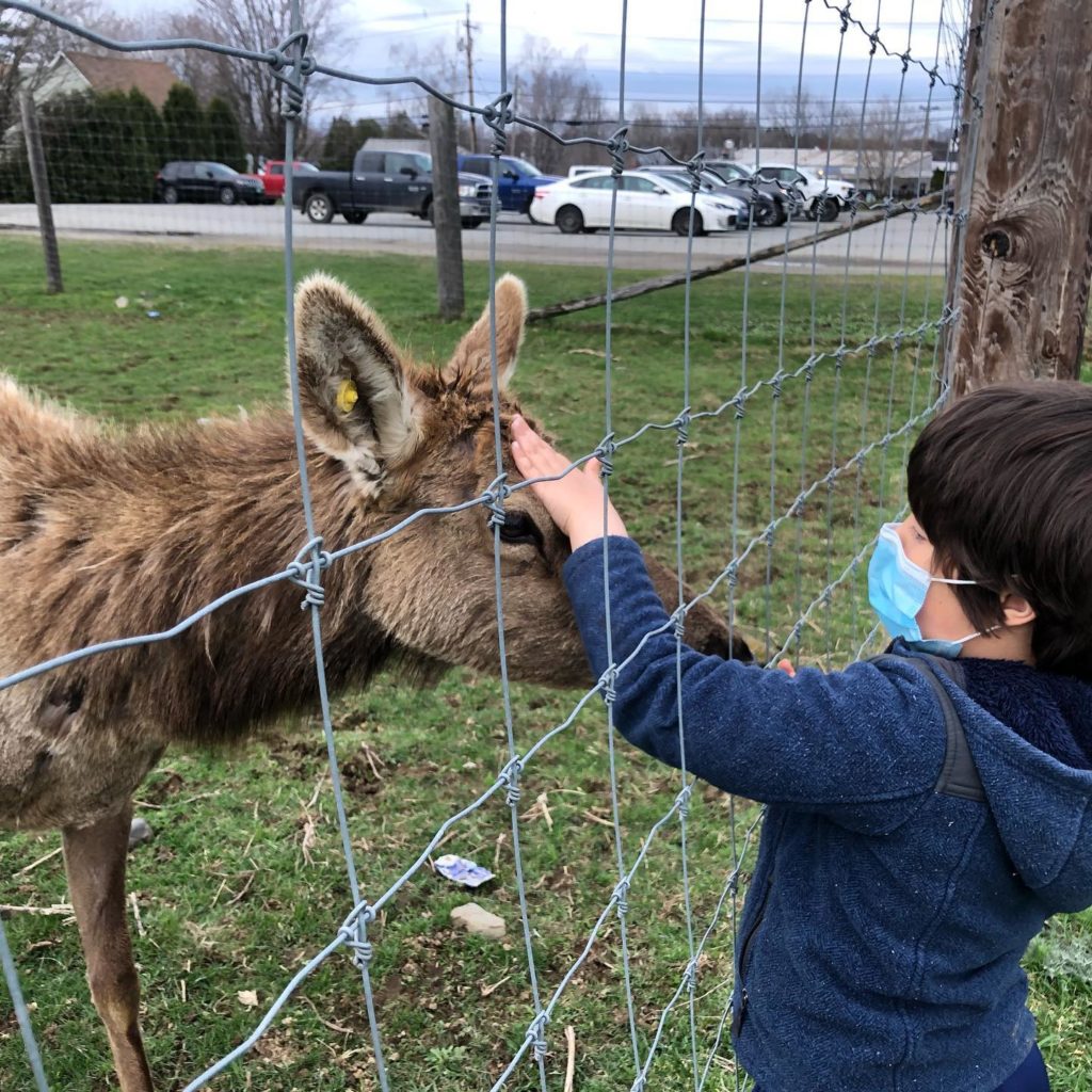 Child petting animal.